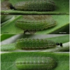 pleb argyrognomon larva3 volg